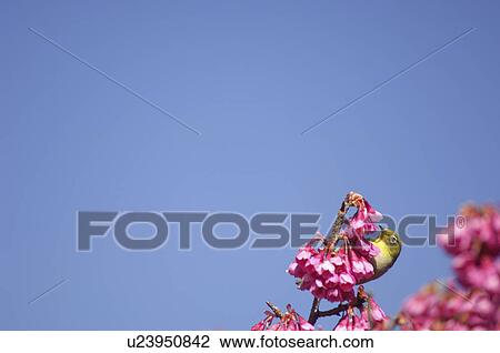 Japanese white-eye (Zosterops japonicus) perching in cherry tree, Kanagawa Prefecture, Honshu, Japan View Large Photo Image Stock Image - Japanese white-eye (Zosterops japonicus) perching in cherry tree, Kanagawa Prefecture, Honshu, Japan. Fotosearch