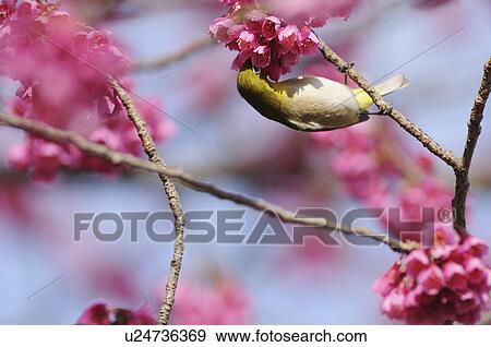 Stock Photo - Japanese white-eye (Zosterops japonicus) perching in cherry tree. Fotosearch