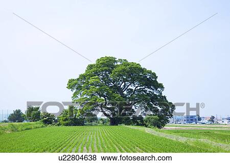 Stock Photo - Japanese zelkova tree, Niigata Prefecture, Honshu, Japan. Fotosearch