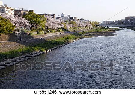 Stock Photograph - Kamogawa river and cherry blossoms, Kyoto Prefecture, Honshu, Japan. Fotosearch