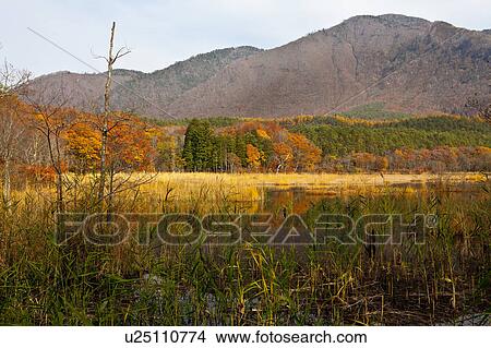 Kannon Swamp Forest Park in Autumn View Large Photo Image Picture - Kannon Swamp Forest Park in Autumn. Fotosearch
