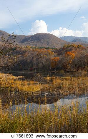 Kannon Swamp Forest Park in Autumn View Large Photo Image Stock Image - Kannon Swamp Forest Park in Autumn. Fotosearch