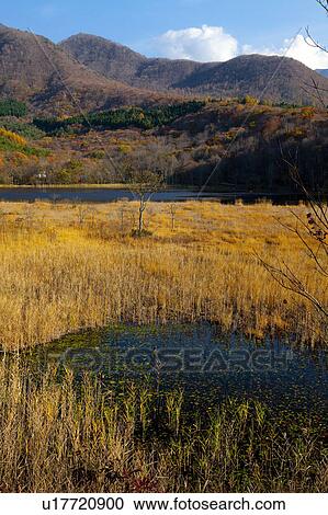 Kannon Swamp Forest Park in Autumn View Large Photo Image Stock Image - Kannon Swamp Forest Park in Autumn. Fotosearch