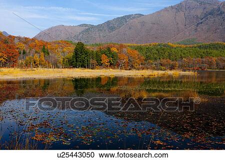Stock Image - Kannon Swamp Forest Park in Autumn. Fotosearch
