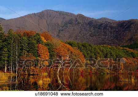 Stock Photo - Kannon Swamp Forest Park in Autumn. Fotosearch