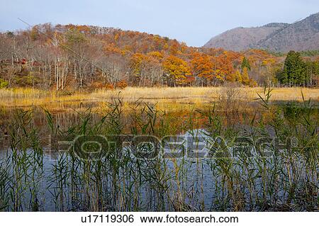 Stock Photograph - Kannon Swamp Forest Park in Autumn. Fotosearch