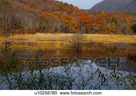 Kannon Swamp Forest Park View Large Photo Image Stock Image - Kannon Swamp Forest Park. Fotosearch