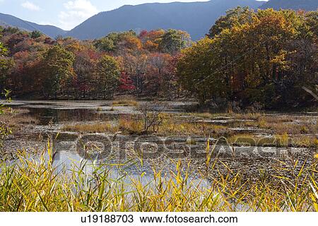 Stock Image - Kannon Swamp Park in Autumn. Fotosearch