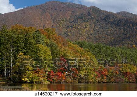 Kannon Swamp Park in Autumn View Large Photo Image Stock Photo - Kannon Swamp Park in Autumn. Fotosearch