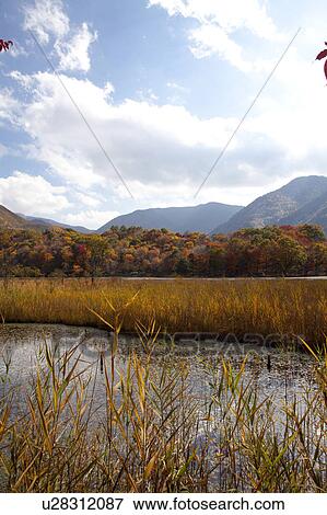 Kannon Swamp Park in Autumn View Large Photo Image Stock Photo - Kannon Swamp Park in Autumn. Fotosearch