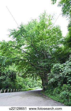 Katsura tree (Cercidiphyllum japonicum) and road, Fukui Prefecture, Honshu, Japan View Large Photo Image Stock Image - Katsura tree (Cercidiphyllum japonicum) and road, Fukui Prefecture, Honshu, Japan. Fotosearch