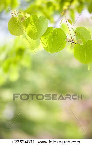 Stock Image - Katsura tree (Cercidiphyllum japonicum), Kanagawa Prefecture, Honshu, Japan. Fotosearch