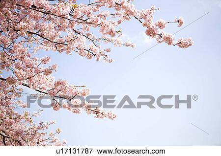 Stock Photo - Kawazu-zakura. Fotosearch