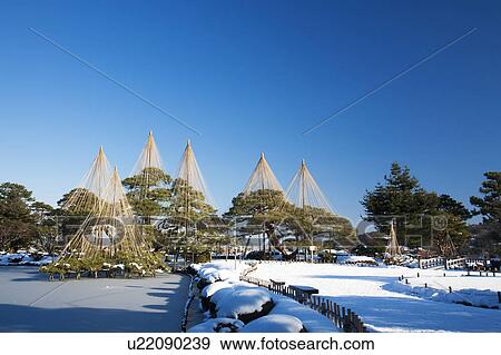 Stock Photo - Kenroku garden in winter, Ishikawa Prefecture, Honshu, Japan. Fotosearch