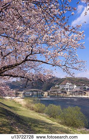 Kintai bridge and cherry blossoms, Yamaguchi Prefecture, Honshu, Japan View Large Photo Image Stock Photo - Kintai bridge and cherry blossoms, Yamaguchi Prefecture, Honshu, Japan. Fotosearch