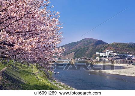 Kintai bridge and cherry blossoms, Yamaguchi Prefecture, Honshu, Japan View Large Photo Image Stock Photo - Kintai bridge and cherry blossoms, Yamaguchi Prefecture, Honshu, Japan. Fotosearch