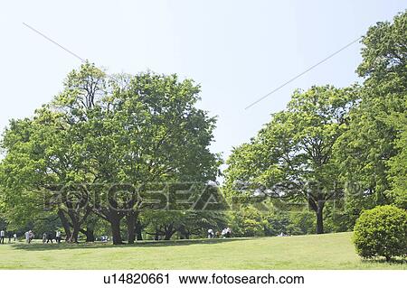 Stock Image - Kinuta park, Tokyo Prefecture, Honshu, Japan. Fotosearch