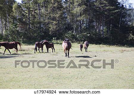 Picture - Kiso horses grazing, Nagano Prefecture, Honshu, Japan. Fotosearch