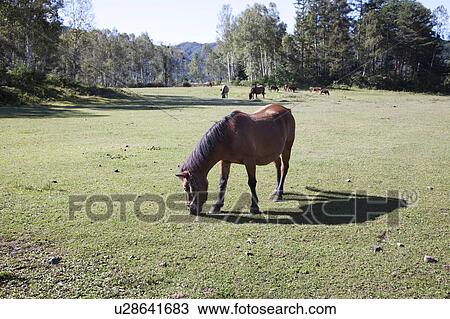 Stock Image - Kiso horses grazing, Nagano Prefecture, Honshu, Japan. Fotosearch