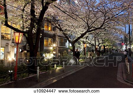Stock Photo - Kiyamachi street and cherry blossoms at night, Kyoto Prefecture, Honshu, Japan. Fotosearch