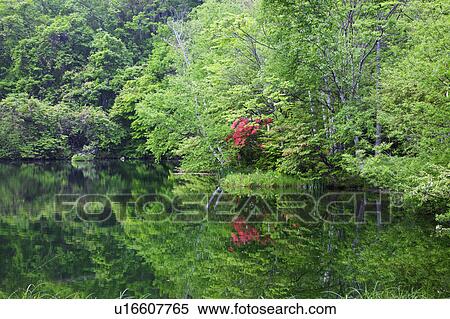 Komaide Pond at Yachiho Highland, Nagano Prefecture, Honshu, Japan View Large Photo Image Stock Photography - Komaide Pond at Yachiho Highland, Nagano Prefecture, Honshu, Japan. Fotosearch