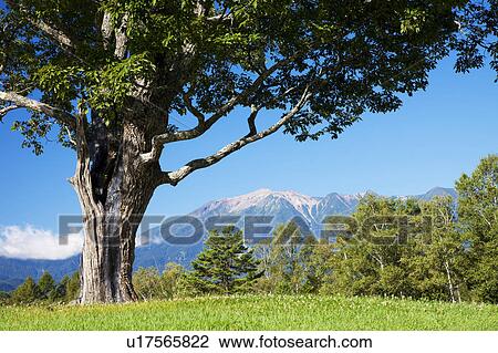 Stock Image - Konara oak tree and Mt. Ontake, Nagano Prefecture, Honshu, Japan. Fotosearch