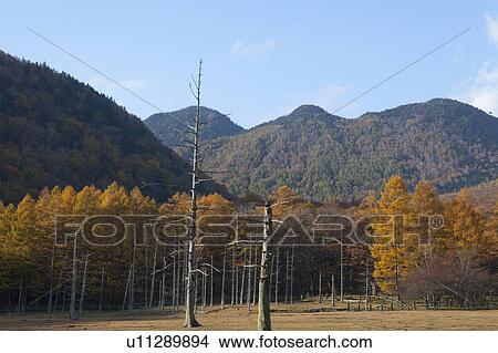 Picture - Kotoku Ranch in Autumn. Fotosearch