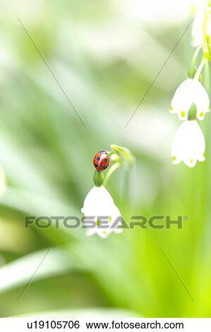 Stock Photograph - Ladybug on lily of the valley. Fotosearch