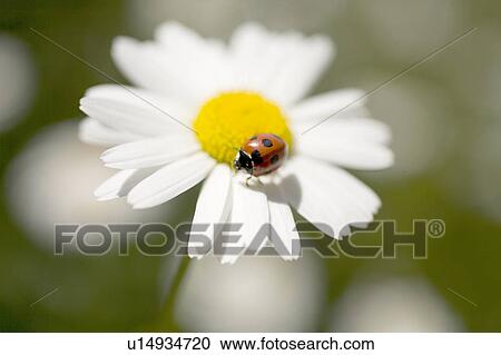 Ladybug on Ox-eye daisies (Chrysanthemum leucanthemum) View Large Photo Image Stock Image - Ladybug on Ox-eye daisies (Chrysanthemum leucanthemum). Fotosearch
