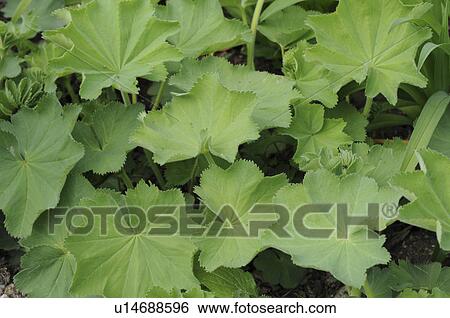 Lady's Mantle (Alchemilla vulgaris), Okayama Prefecture, Honshu, Japan View Large Photo Image Stock Photograph - Lady's Mantle (Alchemilla vulgaris), Okayama Prefecture, Honshu, Japan. Fotosearch