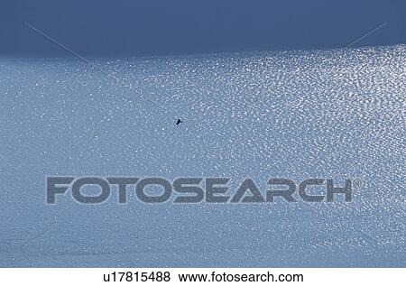 Stock Photo - Lake Biwa and a flying Black-Shouldered Kite, Shiga Prefecture, Honshu, Japan. Fotosearch