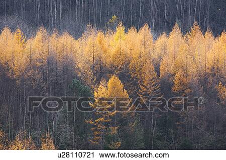 Larch tree forest in autumn, Gifu Prefecture, Honshu, Japan View Large Photo Image Stock Image - Larch tree forest in autumn, Gifu Prefecture, Honshu, Japan. Fotosearch