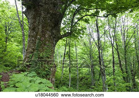 Stock Image - Large Horse Chestnut Tree in the Forest. Fotosearch