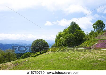 Stock Image - Large Maple Tree Stands on the Slope. Fotosearch