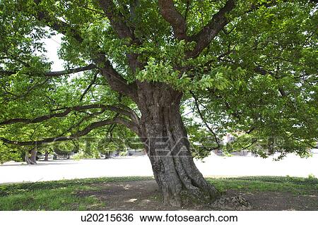 Stock Photograph - Large Tree of Cherry Tree. Fotosearch
