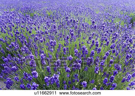 Lavenders, Hokkaido Prefecture, Japan View Large Photo Image Stock Image - Lavenders, Hokkaido Prefecture, Japan. Fotosearch