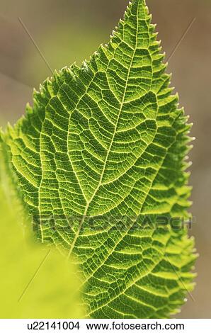 Picture - Leaf of Hydrangea. Fotosearch