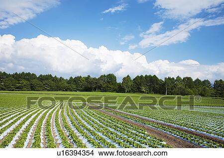 Lettuce farm, Nagano Prefecture, Honshu, Japan View Large Photo Image Picture - Lettuce farm, Nagano Prefecture, Honshu, Japan. Fotosearch