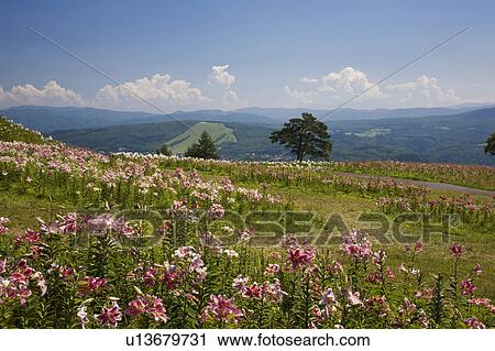 Stock Image - Lilies at Dynaland Lily Garden, Gifu Prefecture, Honshu, Japan. Fotosearch