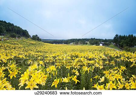 Stock Image - Lily farm, Nagano Prefecture, Honshu, Japan. Fotosearch