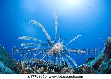 Lionfish (Pterois volitans) swimming underwater View Large Photo Image Stock Image - Lionfish (Pterois volitans) swimming underwater. Fotosearch