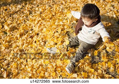 Little Boy Sitting on Fallen Autumnal Leaves View Large Photo Image Stock Photography - Little Boy Sitting on Fallen Autumnal Leaves. Fotosearch
