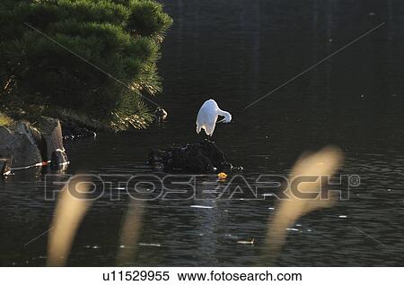 Stock Photography - Little egret standing on a rock, Minato Ward, Tokyo Prefecture, Honshu, Japan. Fotosearch