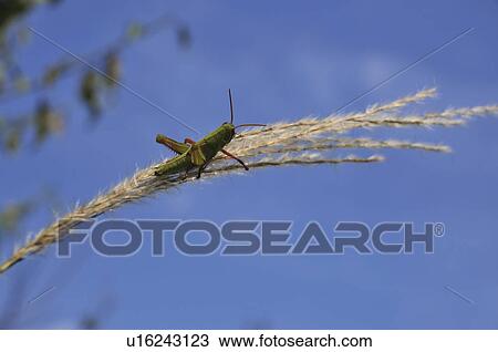 Stock Image - Locust on Japanese pampas grass, Chiba Prefecture, Honshu, Japan. Fotosearch
