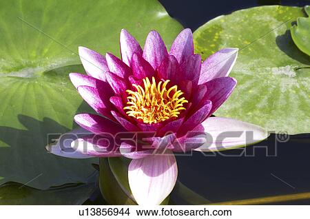 Picture - Lotus flowers, close up. Fotosearch