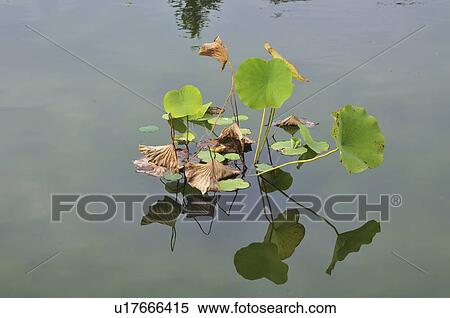 Stock Photography - Lotus in a pond, Tokyo Prefecture, Honshu, Japan. Fotosearch