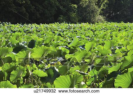 Stock Image - Lotus leaves in pond, Chiba Prefecture, Honshu, Japan. Fotosearch