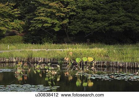 Stock Image - Lotus leaves in pond, Tokyo Prefecture, Honshu, Japan. Fotosearch