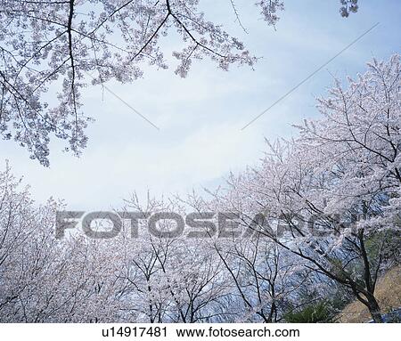Low Angle of Blooming Cherry Blossom View Large Photo Image Stock Image - Low Angle of Blooming Cherry Blossom. Fotosearch