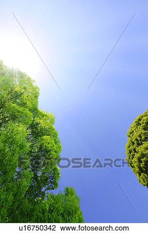 Low Angle of Green Tree and Blue Sky View Large Photo Image Stock Image - Low Angle of Green Tree and Blue Sky. Fotosearch